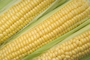 Corn cobs whit green leaves