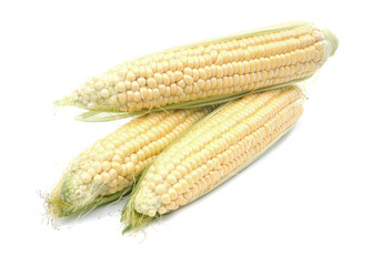 Corn cobs on white background