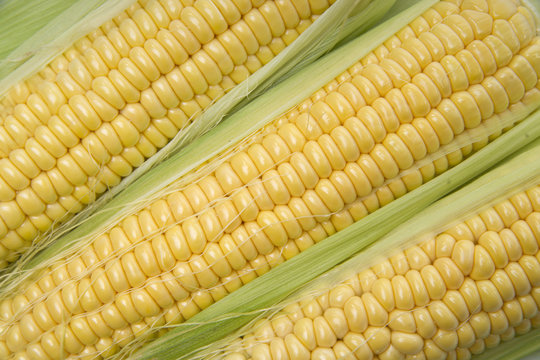 Corn cobs whit green leaves