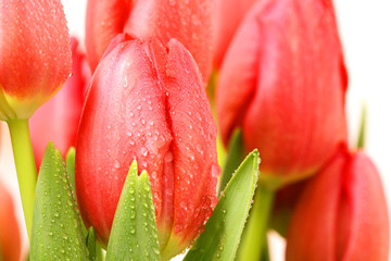 Dewdrops on Red Fresh Tulips