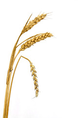Wheat Ear / Spike with one bent / symbol of passing away