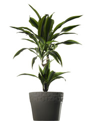 plant dracena - dracena in vaso