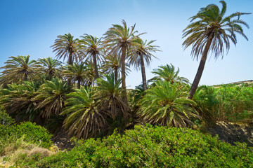 Cretan Date palm trees with bananas on Crete, Greece