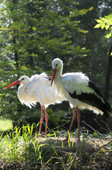 Weißstorch