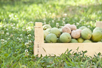 Walnuts in  a box, natural background
