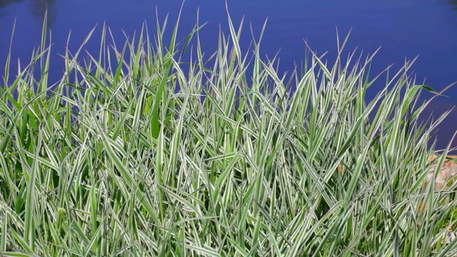 Green grass near water (Phalaris arundinacea)