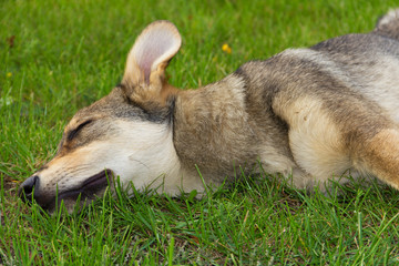 Homeless dog is resting in the grass