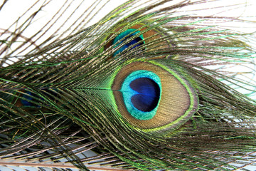 Peacock feathers on white background close-up