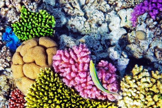 Coral And Fish In The Red Sea.Cleaner Wrasse Fish.