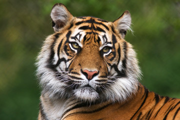 Portrait d& 39 un tigre du Bengale