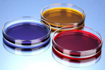 color liquid in petri dishes on blue background