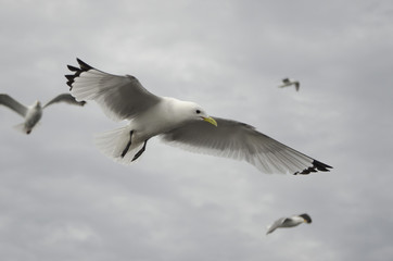 Herring seagulls in the sky
