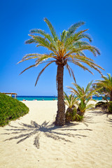 Cretan Date palm tree on idyllic Vai Beach, Greece