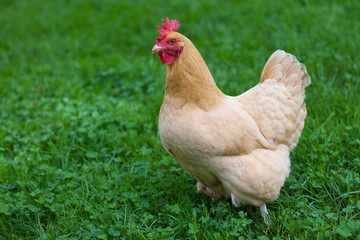 Buff Hen in grass