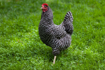 Fototapeta premium Barred Rock Hen in Grass