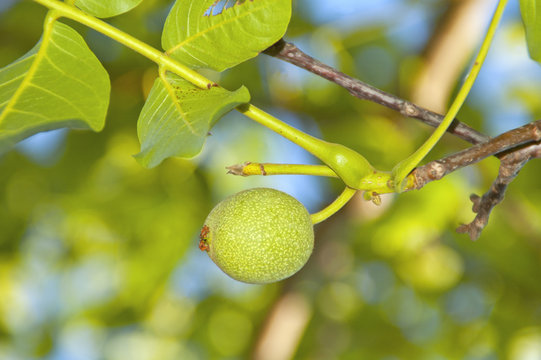 Green walnut growing on a tree