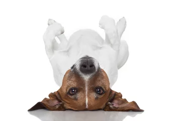 Foto auf Acrylglas Lustiger Hund dog  laying upside down