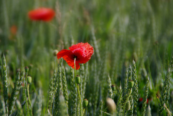 mohn im getreidefeld