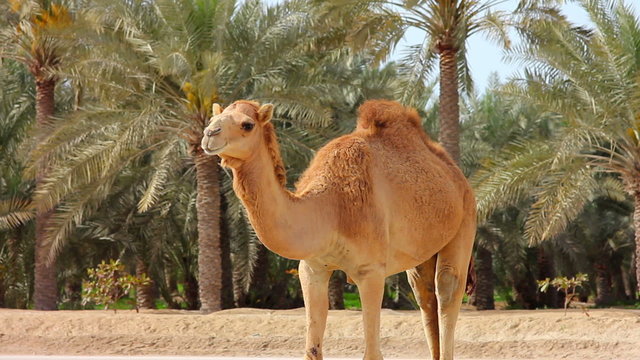 Camel in desert