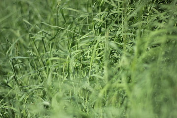 Obraz premium zacate