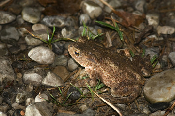 brown toad