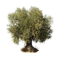 Olive tree white isolated