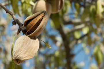 Nearly ripe almonds