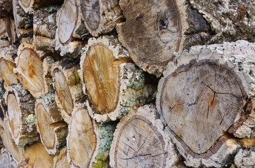 Holzstapel Korkeiche - stack of wood from cork oak 02