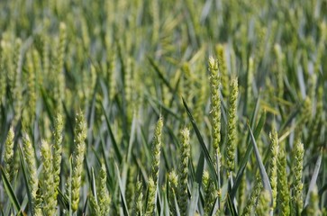 Weizenfeld - weat field 04