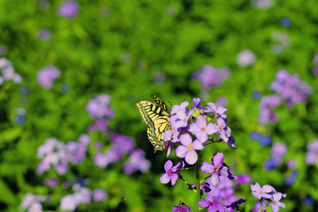Yellow butterfly flying over summer mountains meadow