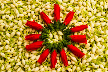 Jasmine with red and green circle