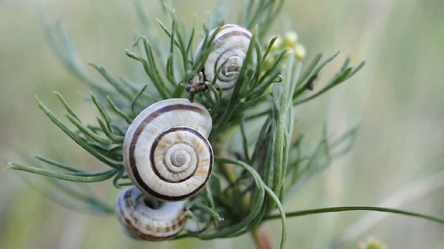 Three snails on plant branch