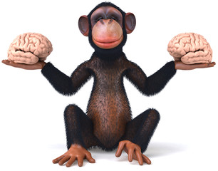 Chimp and brains