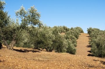 Olive trees