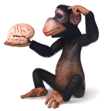 Chimp and brain