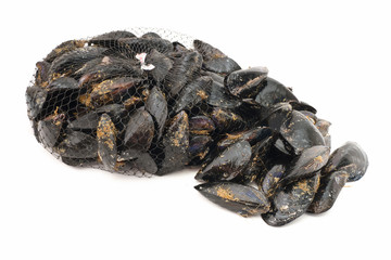 cozze - mussels over white