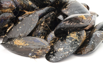 mussels closeup