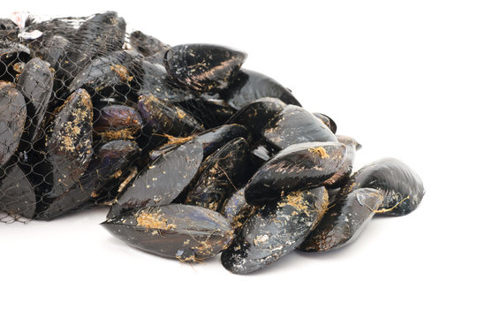 cozze - fresh mussels