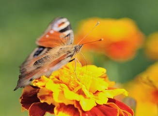 Macro of butterfly Peacock sitting on the yellow flower.