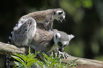 Katta-Familie mit Jungtier