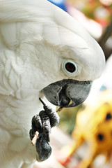 White Cockatoo Parrot Playing with a Stick