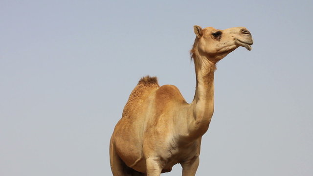 Camel in desert