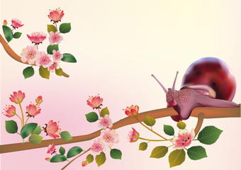 sakura ,snaill, spring , postcard .