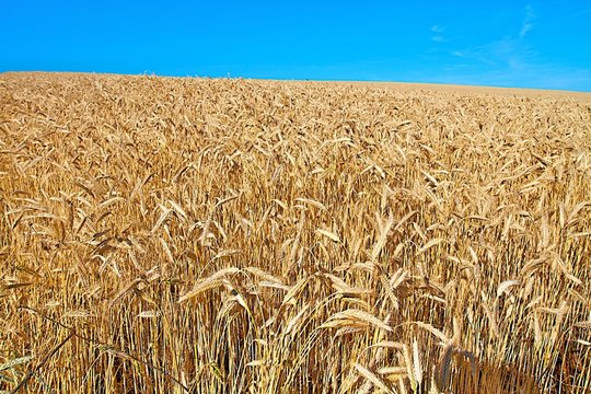 Bles 이미지 – 찾아보기 253 스톡 사진, 벡터 및 비디오 | Adobe Stock