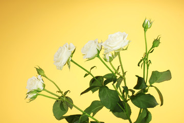 Beautiful white roses on yellow background close-up