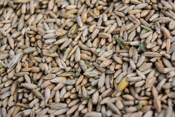wheat seed