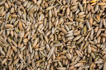 wheat seed