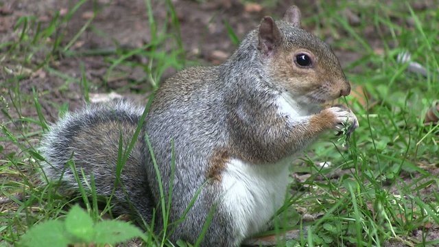 Grey squirrel eating from its paws.