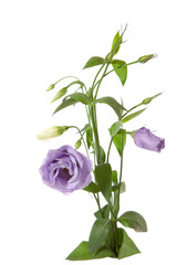 Bouquet of white and light violet lisianthus on white. eustoma
