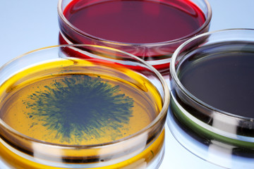 color liquid in petri dishes on grey background